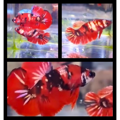 Pair Red Koi Copper