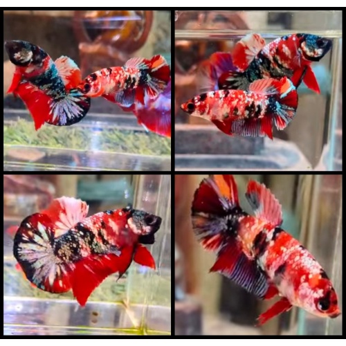 Pair Koi Copper Glitter