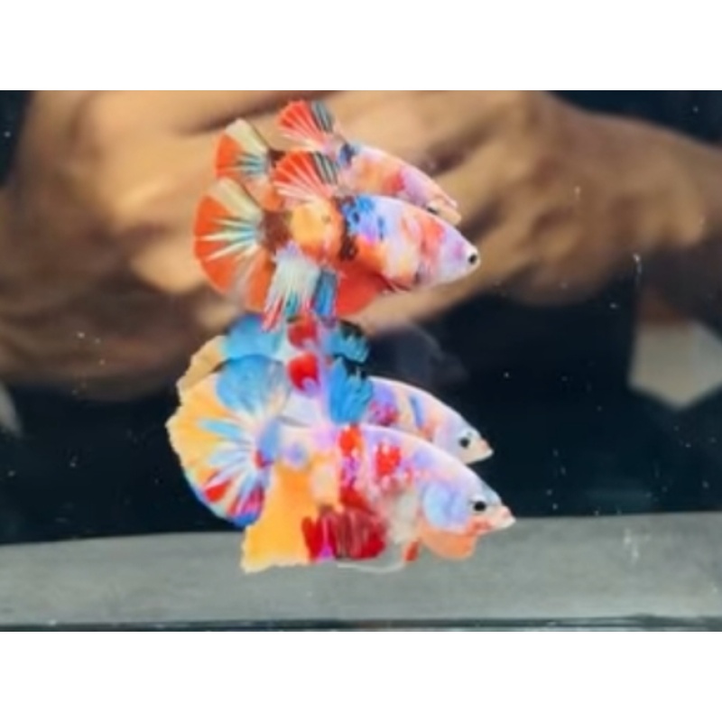 Pair Rainbow