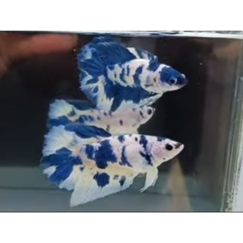 2 Female Marble Sorority