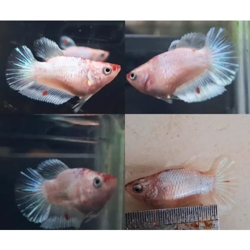 Unique Female Short Body