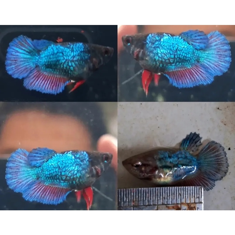 Female Short Body Blue Unique Scale