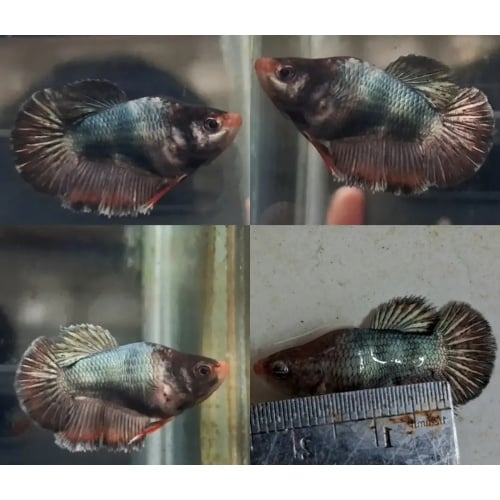Female Short Body Blue Orange Lips