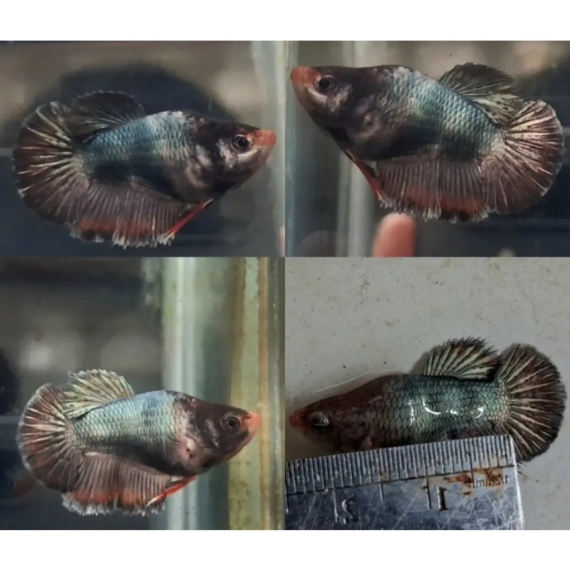 Female Short Body Blue Orange Lips