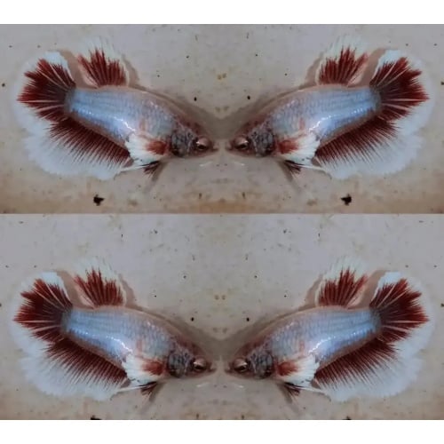 Female Butterfly