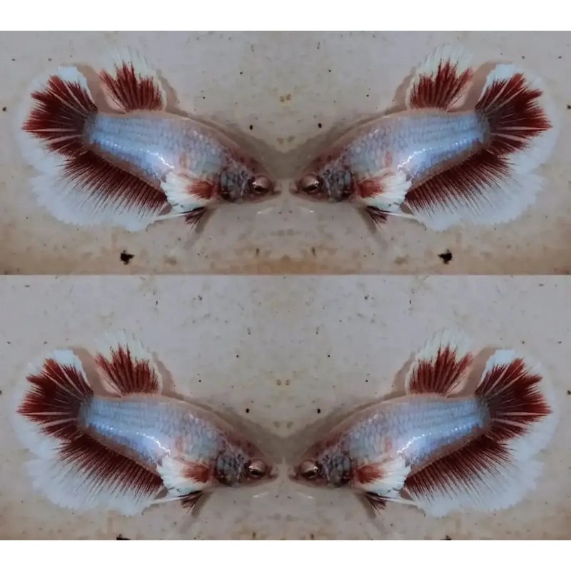 Female Butterfly