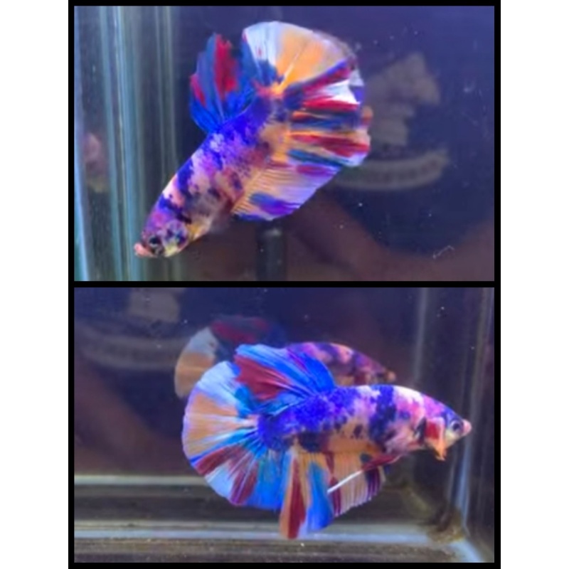 Giant Multicolor 8cm