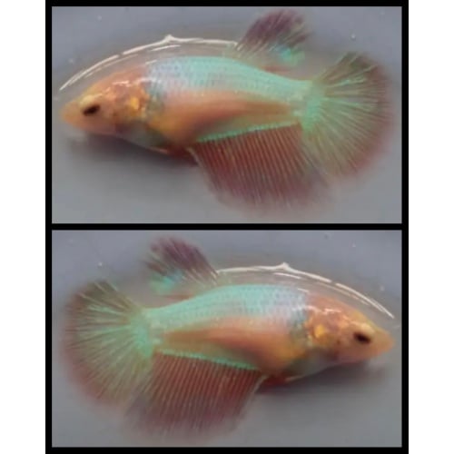 Female Aurora