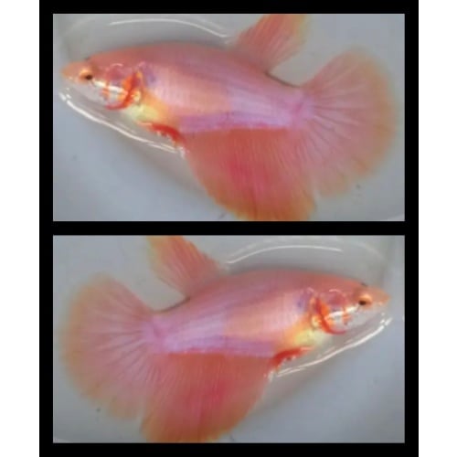 Female Pastel Orange