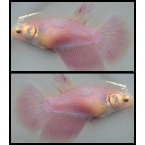Female Pink