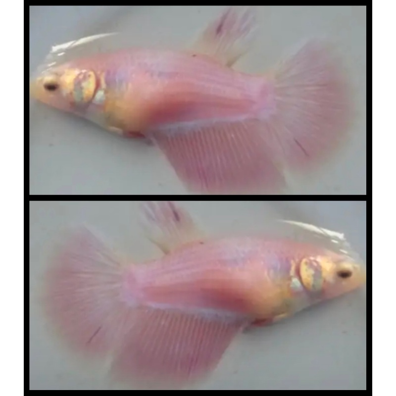 Female Pink