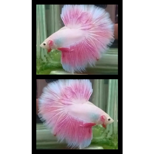 Pink Boy