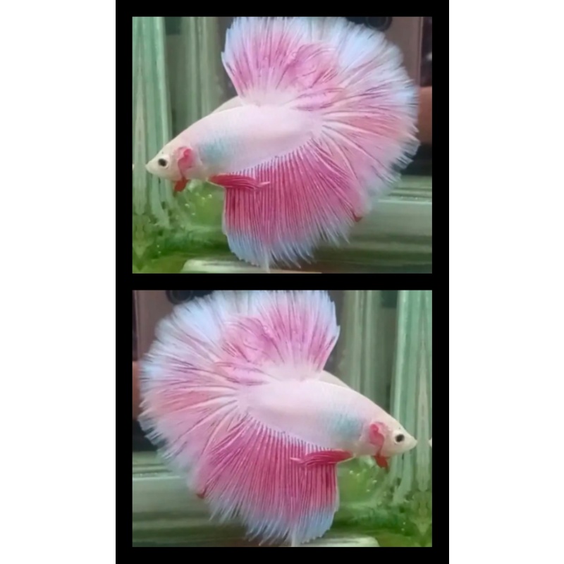 Pink Boy