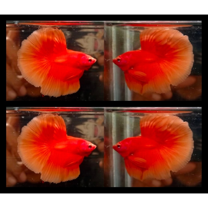 Super Orange