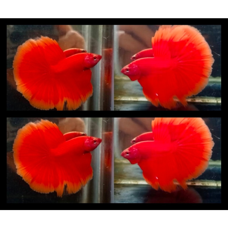 Super Red
