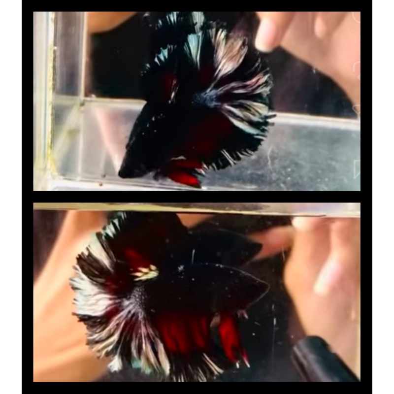 Black Copper Light Rosetail