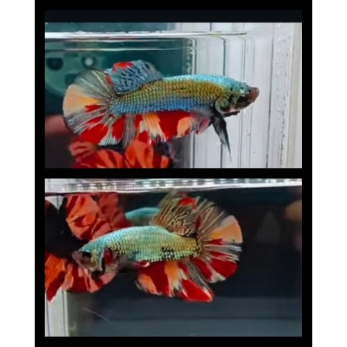 Giant Copper Nemo 6cm