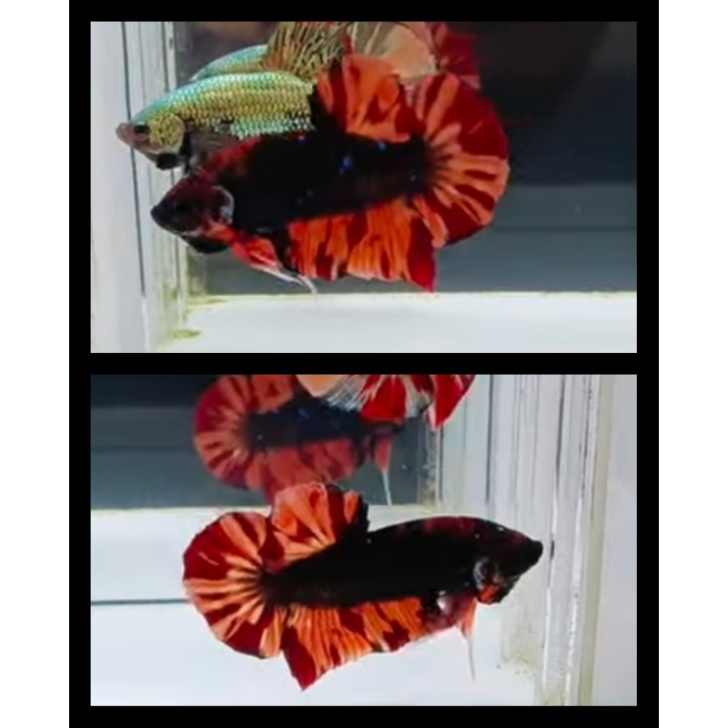 Giant Black Nemo 6cm