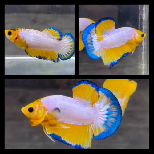 Pair YellowWhite Scale