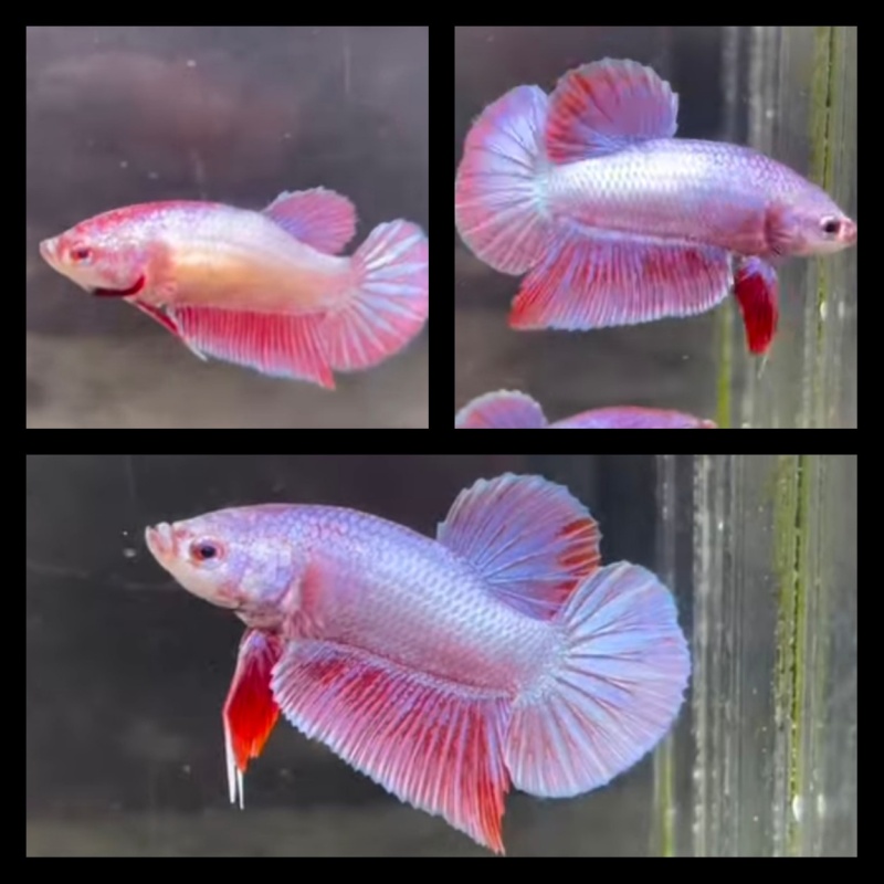 Pair Purple Aurora