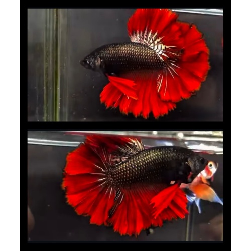 Black Copper Rosetail