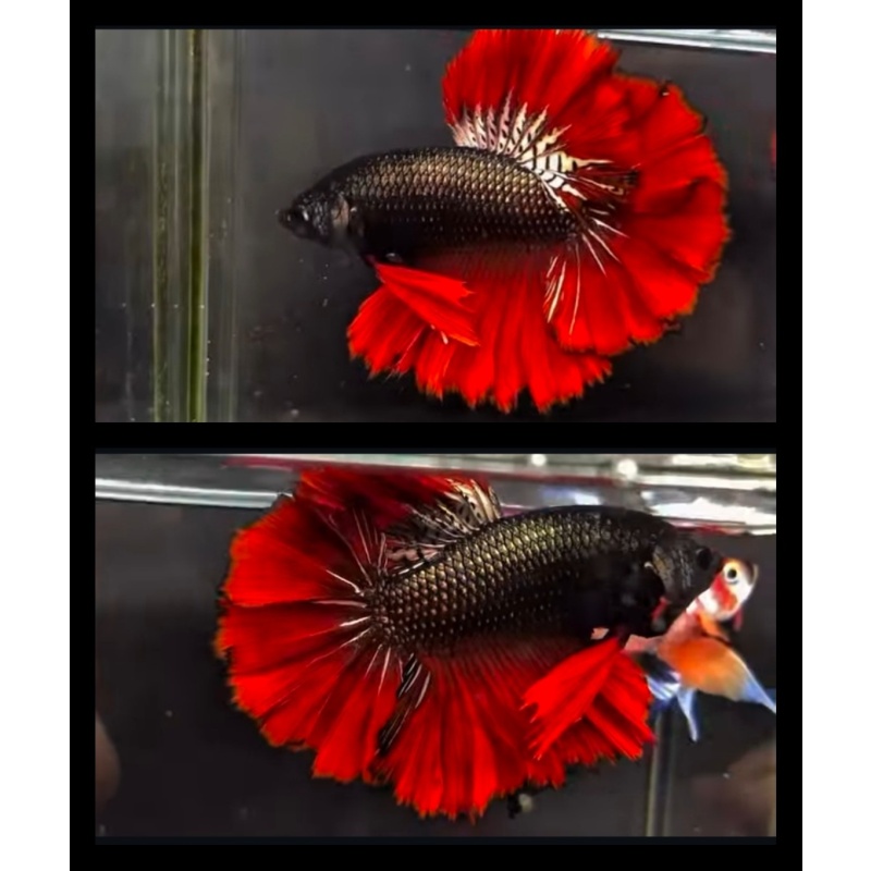 Black Copper Rosetail