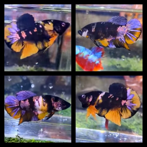 Pair Black Copper Yellow