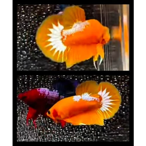 Yellow Hellboy Star White
