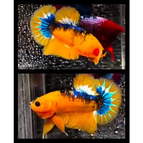 Yellow Hellboy Star Blue