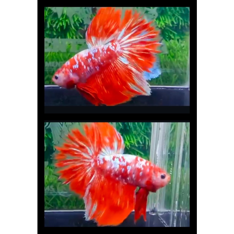 Red Barongsai