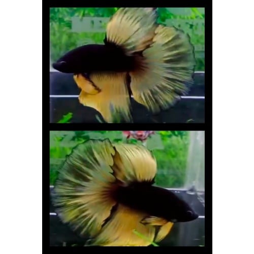 Black Yellow