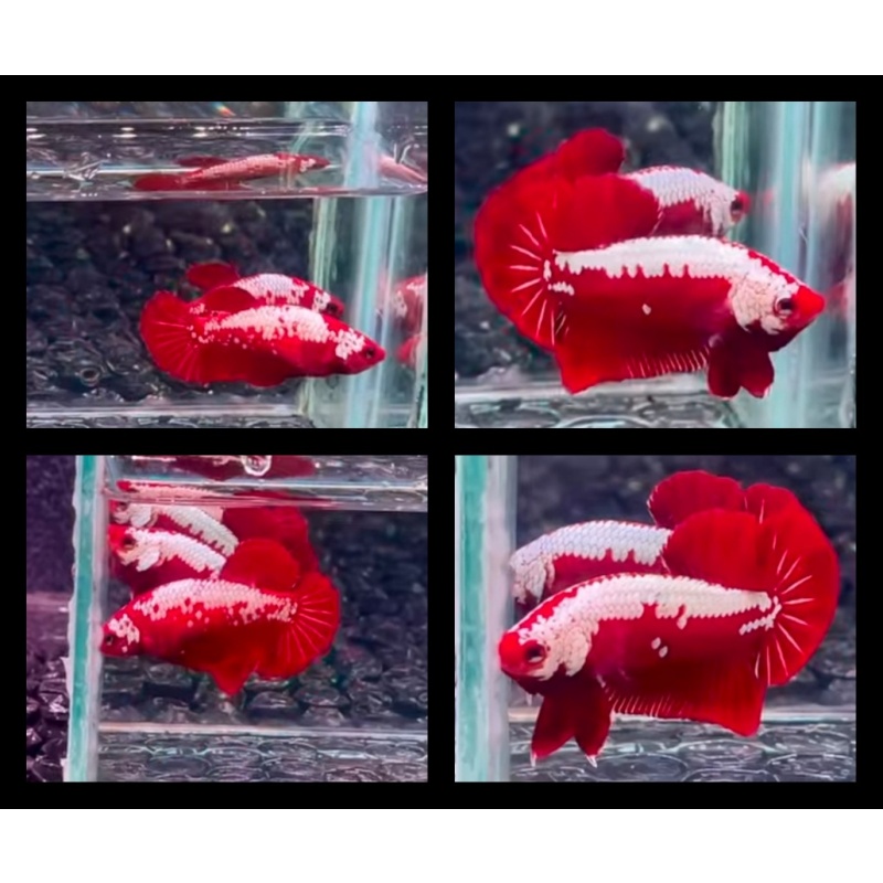 Pair Red Samurai