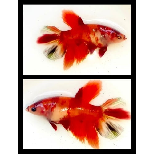Female Nemo