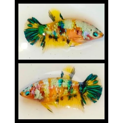 Female Yellow Koi Copper