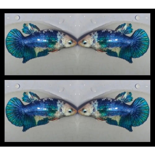Female Blue Panda