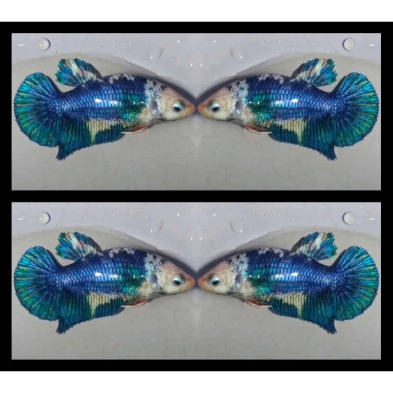 Female Blue Panda