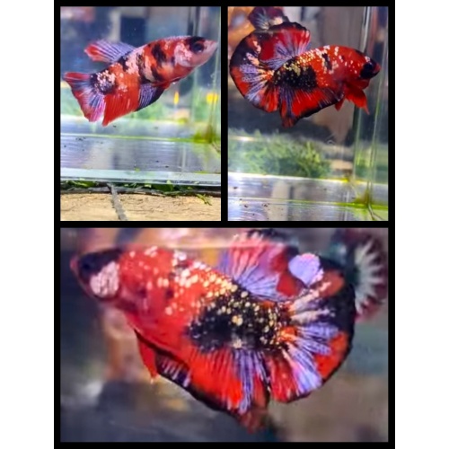 Pair Red Koi Copper 1