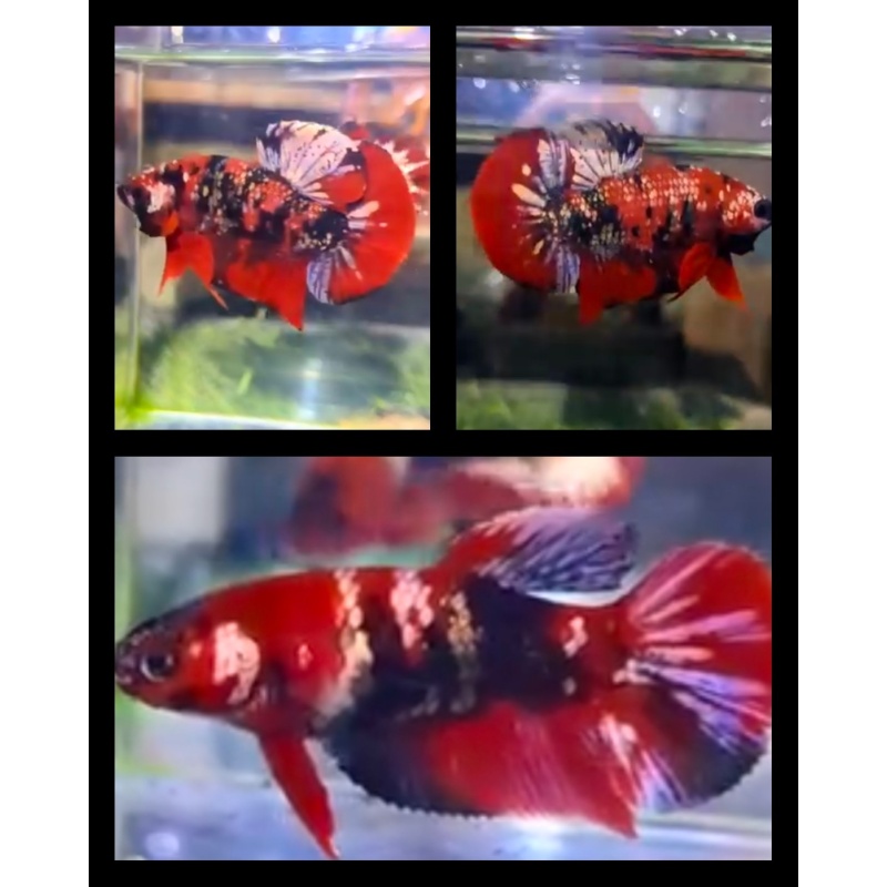 Pair Red Koi Copper 2