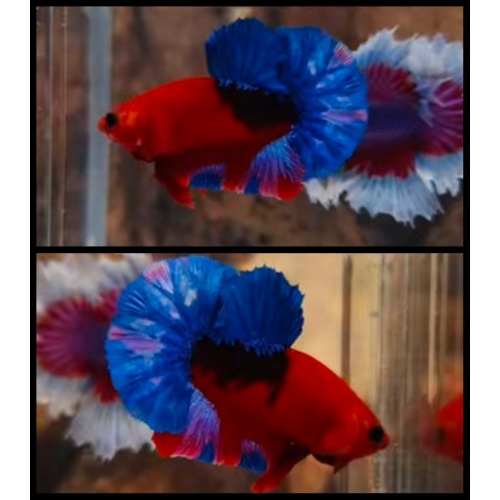 Hellboy Blue Tail