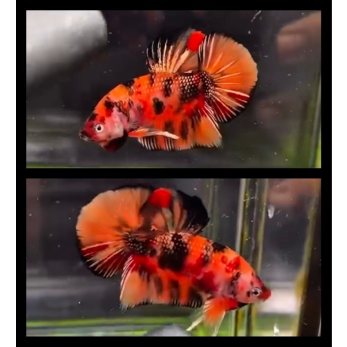 Nemo Tiger