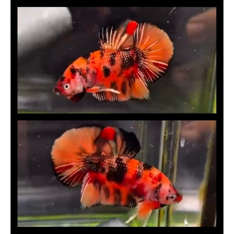 Nemo Tiger