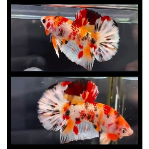 Nemo Metallic