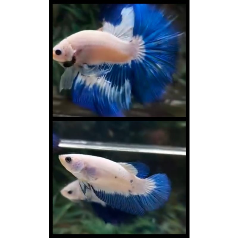 Pair Blue Rim