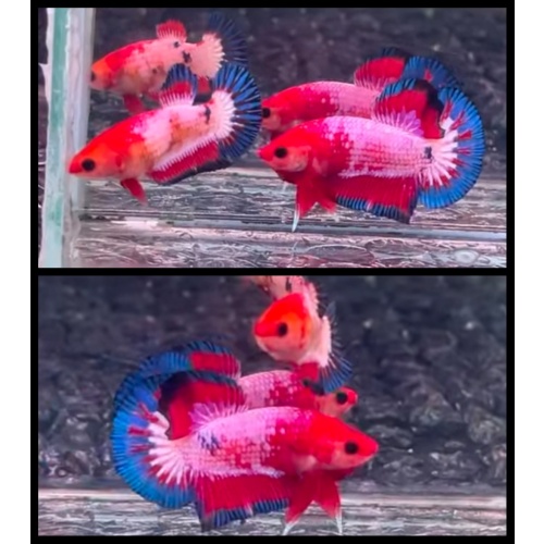 Pair Fancy White Scale
