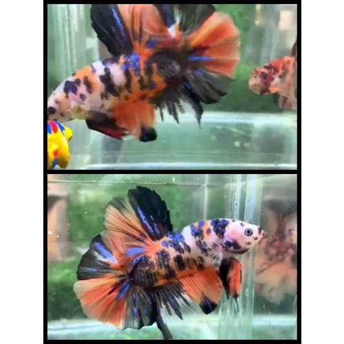 Giant Multicolor 6.5cm