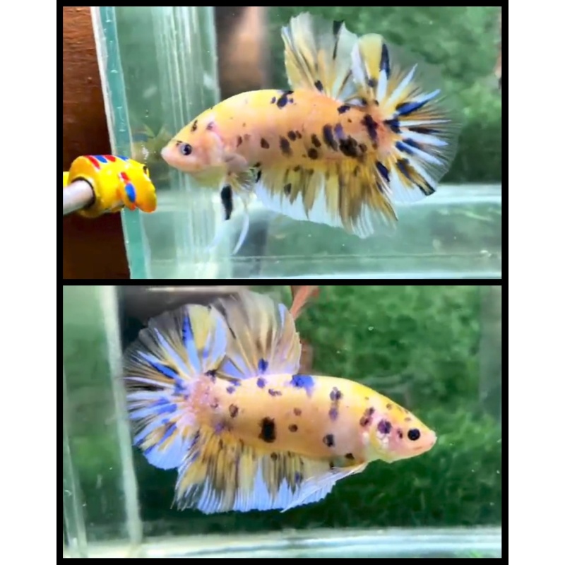 Giant Yellow Koi 6.5cm
