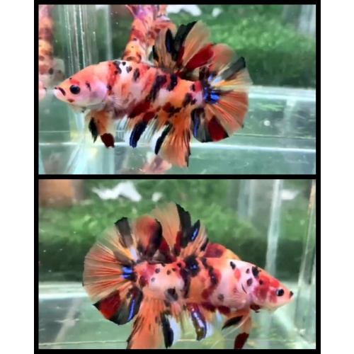 Giant Nemo Multicolor 6.5cm