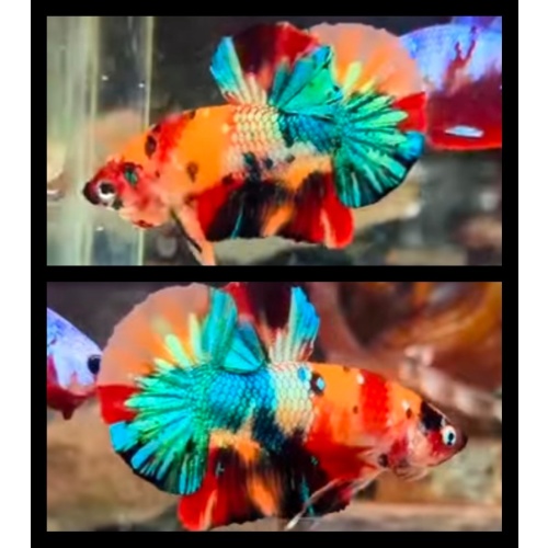 Candy Rainbow