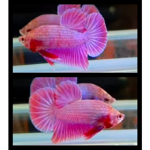 Fancy Pink