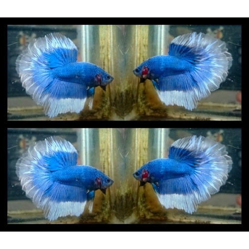 Blue Butterfly